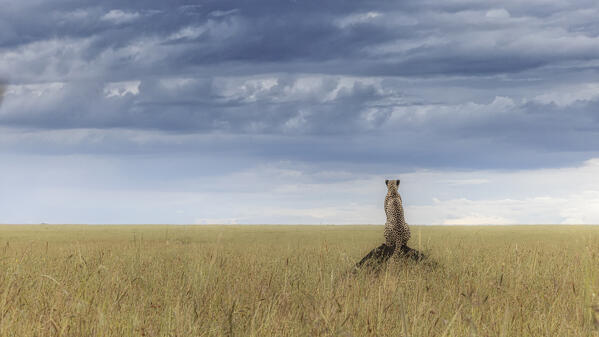 Cheetah (acinonyx jubatus) in the Maasaimara