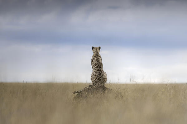 Cheetah (acinonyx jubatus) in the Maasaimara