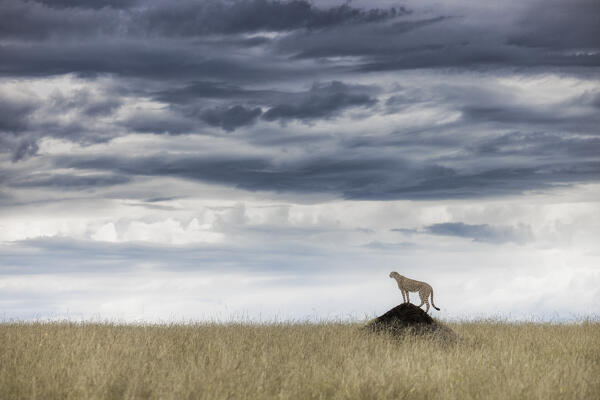 Cheetah (acinonyx jubatus) in the Maasaimara