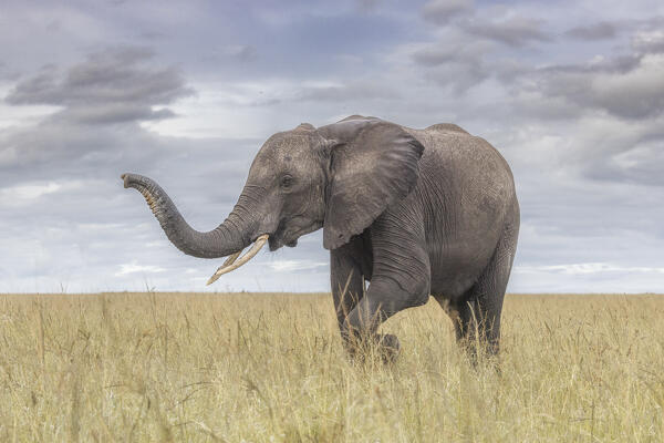 African elephant (loxodonta africana) in the Maasaimara, Kenya