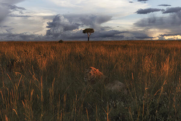 A pair of lions in the maasaimara, kenya, at sunset