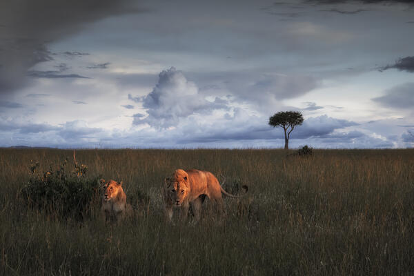 A pair of lions in the maasaimara, kenya, at sunset