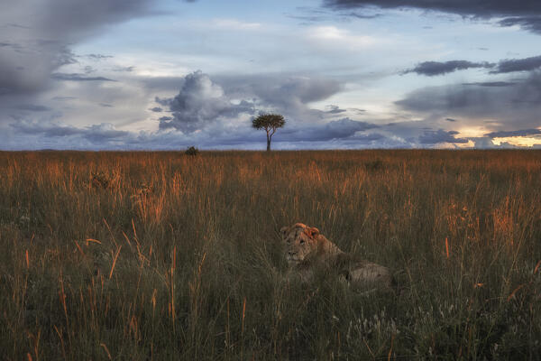 A pair of lions in the maasaimara, kenya, at sunset