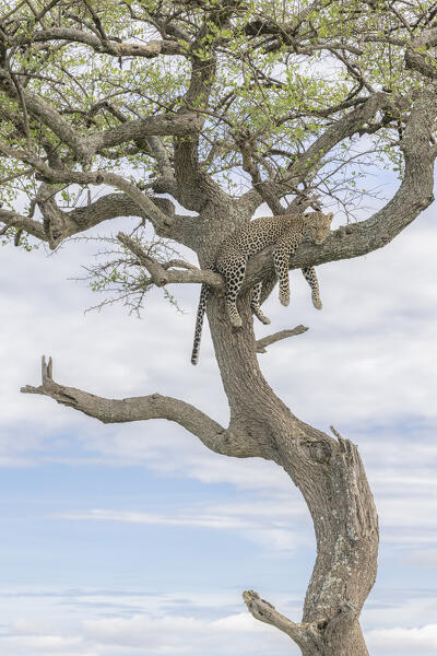 Leopard (panthera pardus) resting on a tree in the Maasaimara, Kenya
