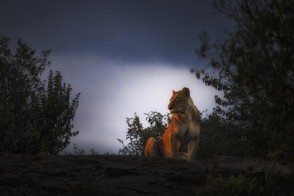 Lioness on top of a rock in the Maasaimara, Kenya