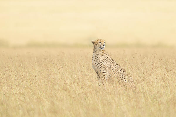 Cheetah (acinonyx jubatus) in the Maasaimara