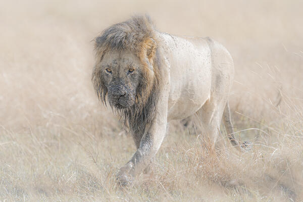Male lion in the Maasai Mara, Kenya
