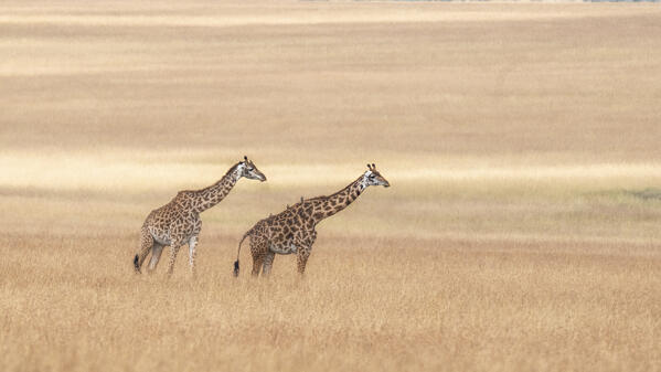 Masai giraffe (Giraffa tippelskirchi or Giraffa camelopardalis tippelskirchi) in the Maasaimara, kenya