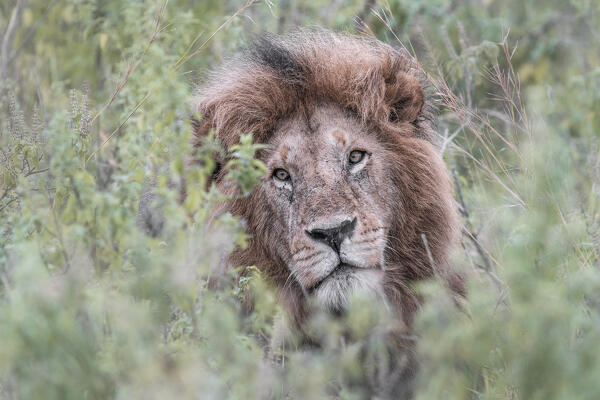 Male lion in the Maasai Mara, Kenya