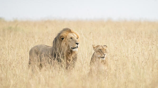 A pair of lions in the maasaimara, kenya