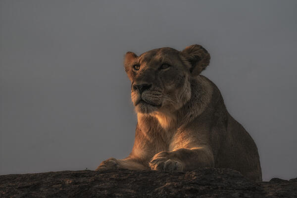 Lioness on top of a rock in the Maasaimara, Kenya