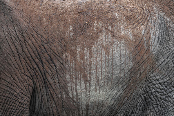 details of elephant skin