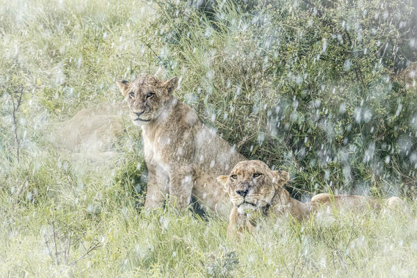 Lionesses in the rain in Lake Nakuru national park, Kenya