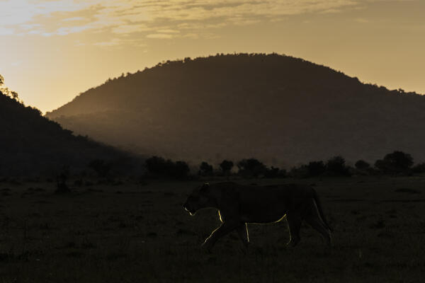 Lioness in the Maasaimara, kenya, at sunrise