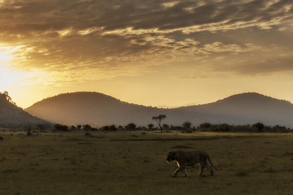 Lioness in the Maasaimara, kenya, at sunrise