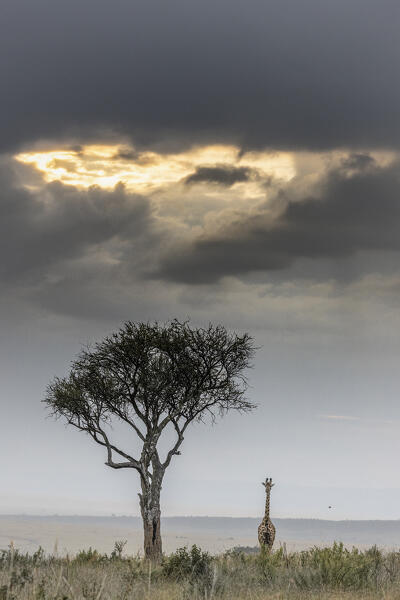 Masai giraffe (Giraffa tippelskirchi or Giraffa camelopardalis tippelskirchi) in the Maasaimara, kenya
