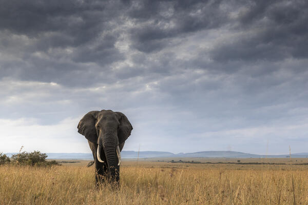 African elephant (loxodonta africana) in the Maasaimara, Kenya
