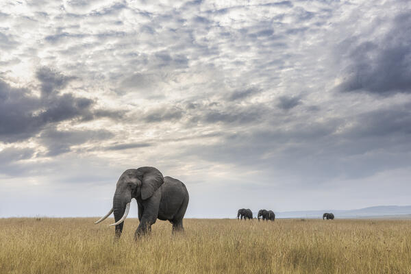 African elephant (loxodonta africana) in the Maasaimara, Kenya