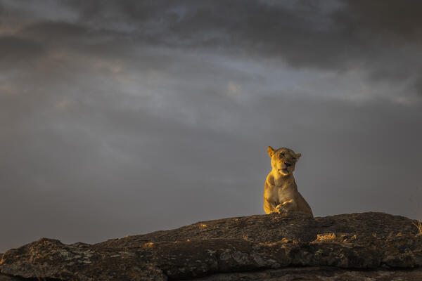 Lioness on top of a rock in the Maasaimara, Kenya