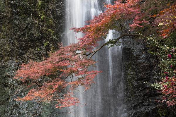 Minoo waterfall with Japnaese maple tree in red autumn colors, Osaka