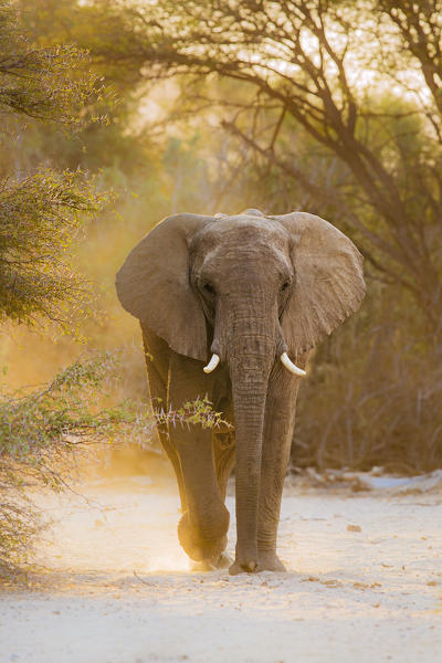 Desert elephant in Purros with stunning back-light