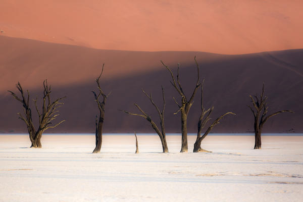 The dead trees in the Deadvlei at sunset, Namibia