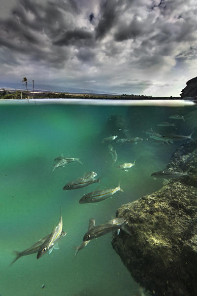 Goatfishes in Kiolo Bay depicted underwater using a soft camera case