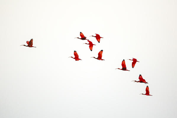 Revoada dos guaras, scarlet ibis near barreirinhas, lençóis maranhenses; Maranhao, northern Brazil