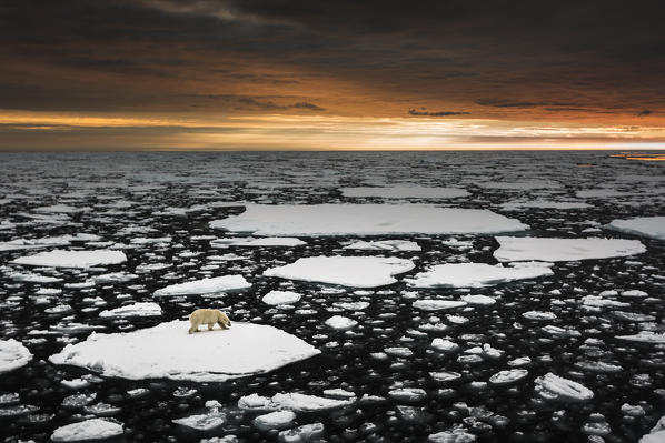 Polar Bear in the sea ice, Arctic Ocean North off Spitsbergen island, Svalbard. 82.54°N