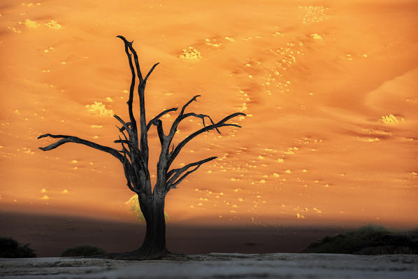 Deadvlei at sunrise in eastern Namib desert.

