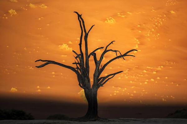 Deadvlei at sunrise in eastern Namib desert.
