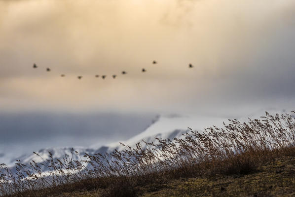 Svalbard; birds migrating south, Spitsbergen, Norway
