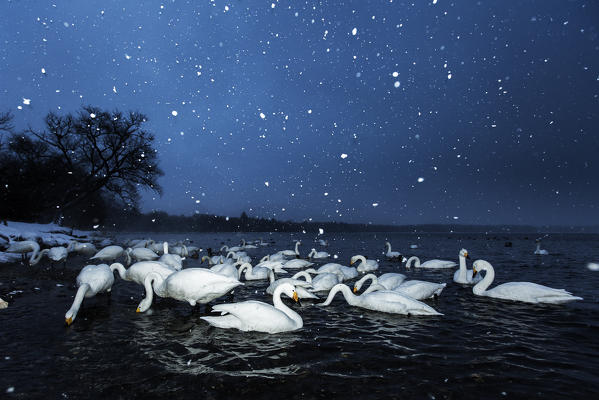 Whooper swans in Lake Kussharo, Hokkaido, Japan

