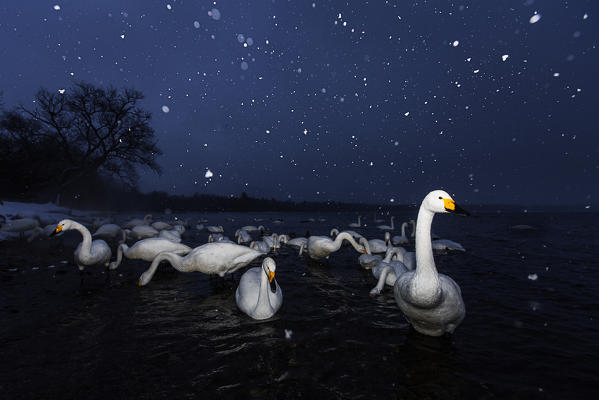 Whooper swans in Lake Kussharo, Hokkaido, Japan

