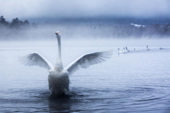 Whooper swans in Lake Kussharo, Hokkaido, Japan
