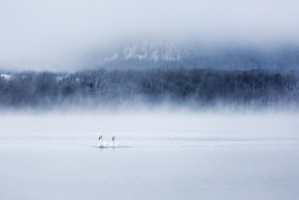 Whooper swans in Lake Kussharo, Hokkaido, Japan
