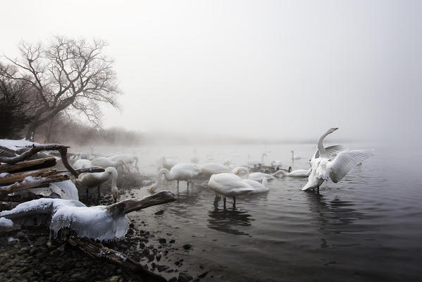 Whooper swans in Lake Kussharo, Hokkaido, Japan

