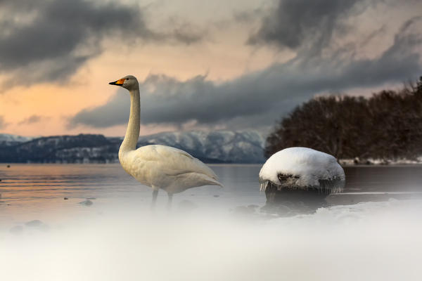 Whooper swans in Lake Kussharo, Hokkaido, Japan


