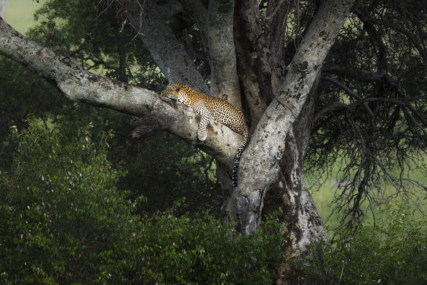 Leopard in the Masaimara