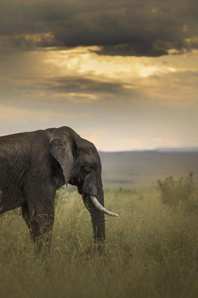 Elephant in the Masaimara at sunset