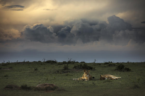 Lioness in the Masaimara at sunset