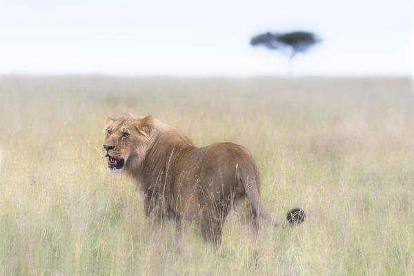 Male lion in the Masai Mara
