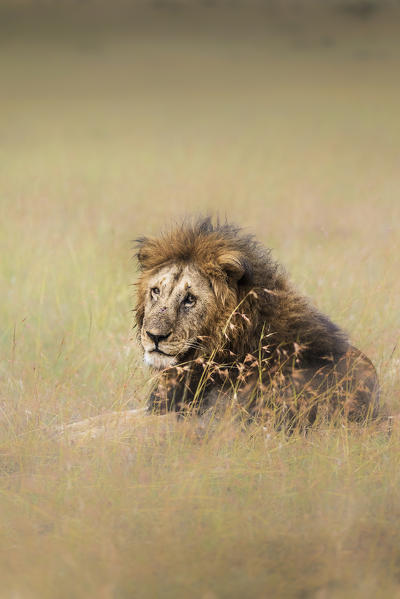 Lion in the Masai Mara grassland
