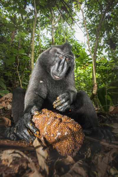Black crested macaque (macaca nigra) and jack-fruit in Tangkoko National Park, Northern Sulawesi island, Sulawesi, Indonesia; asia