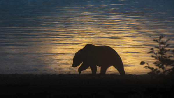 Brown bear silhouette (Ursus arctos alascensis), Brooks falls, Katmai National Park and Preserve,  alaska peninsula, western Alaska, United States of America