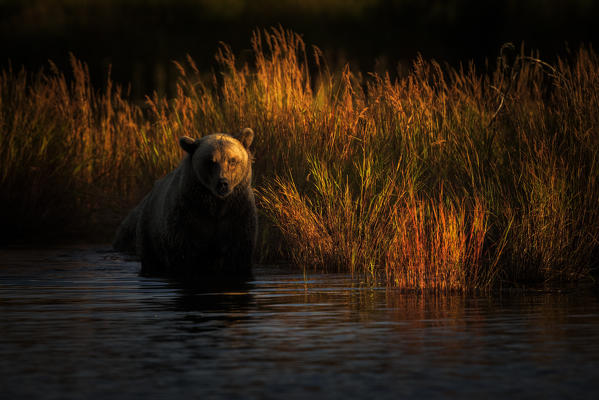 Brown bears (Ursus arctos alascensis), Brooks River, Katmai National Park and Preserve,  alaska peninsula, western Alaska, United States of America