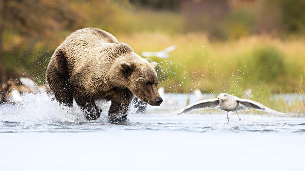 Brown bears (Ursus arctos alascensis), Brooks River, Katmai National Park and Preserve,  alaska peninsula, western Alaska, United States of America
