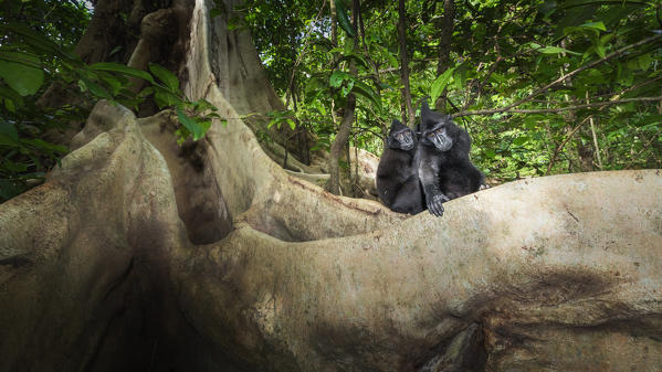 Black crested macaque, macaca nigra, Tangkoko National Park, Northern Sulawesi, Indonesia