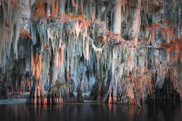 Taxodium distichum, Bald Cypress, Lake Martin, Atchafalaya Basin, Breaux Bridge, Louisiana, United States