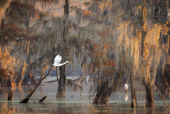 Egret and Taxodium distichum (Bald Cypress), Lake Martin, Atchafalaya Basin, Breaux Bridge, Louisiana, United States